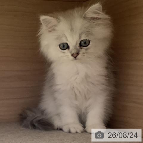 埼玉県のペルシャ (ペットプラス 川口店/2026年6月14日生まれ/男の子/チンチラシルバー)の子猫の4枚目の画像