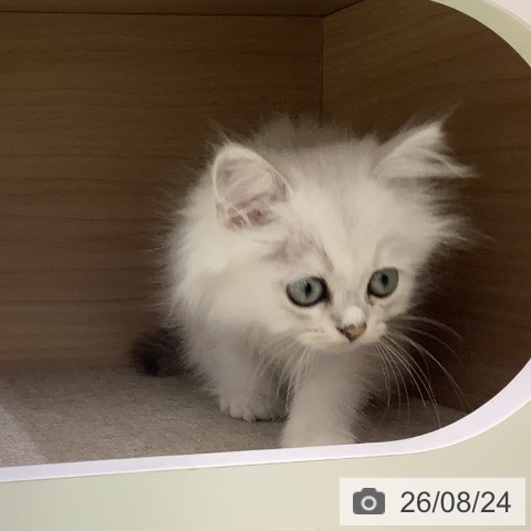 埼玉県のペルシャ (ペットプラス 川口店/2026年6月14日生まれ/男の子/チンチラシルバー)の子猫の3枚目の画像