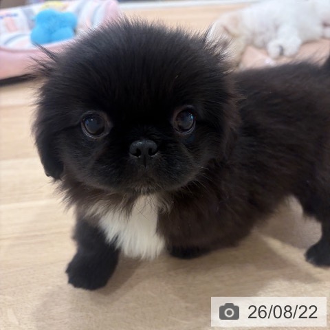 神奈川県のペキニーズ (ペットプラス ゆめが丘ソラトス店/2026年6月13日生まれ/女の子/ブラックホワイト)の子犬の3枚目の画像