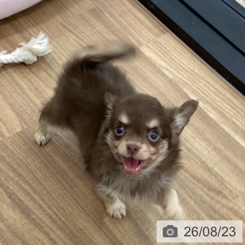 茨城県のチワワ(ロング) (ペッツワン つくば店/2026年6月19日生まれ/男の子/チョコレートタン)の子犬の4枚目の画像