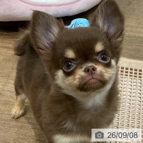 チワワの写真