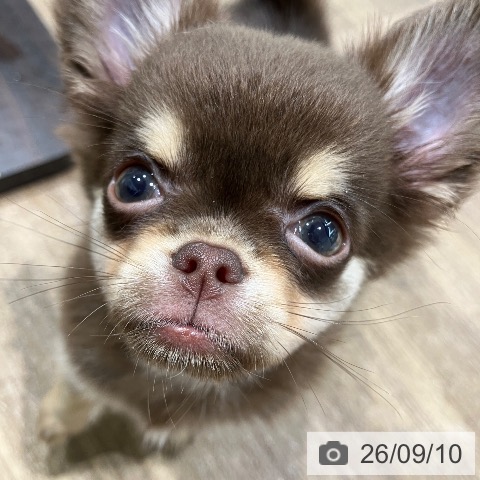 チワワの写真