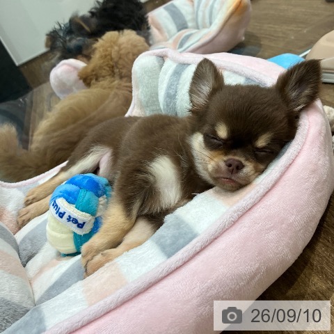 チワワの写真
