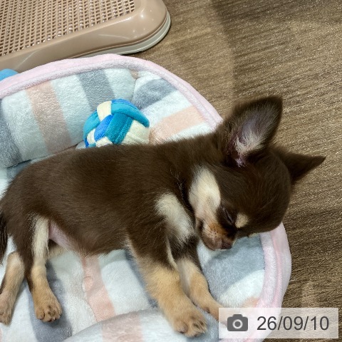 チワワの写真