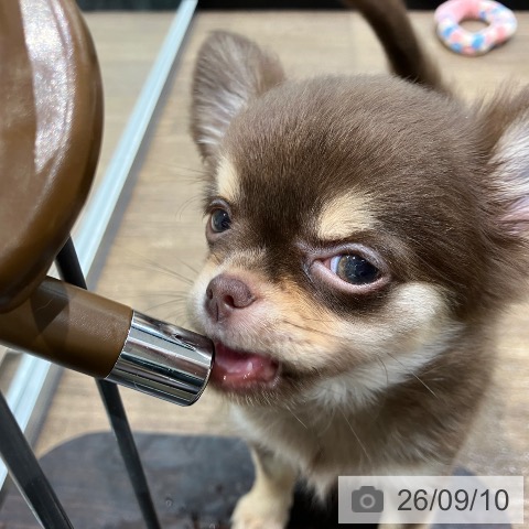 チワワの写真