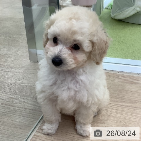 埼玉県のトイプードル(トイ) (ペットプラス 川口店/2026年6月21日生まれ/男の子/ホワイト)の子犬の3枚目の画像