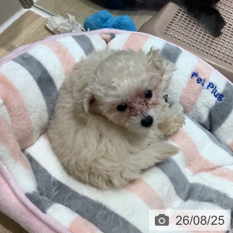 埼玉県のトイプードル(トイ) (ペットプラス ららぽーと新三郷店/2026年6月21日生まれ/女の子/ホワイト)の子犬の3枚目の画像