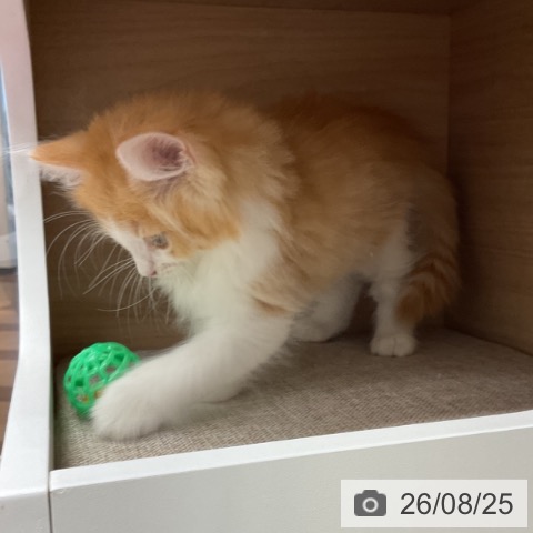 埼玉県のノルウェージャンフォレストキャット (ペットプラス 浦和美園店/2026年6月21日生まれ/男の子/レッドマッカレルタビーホワイト)の子猫の4枚目の画像