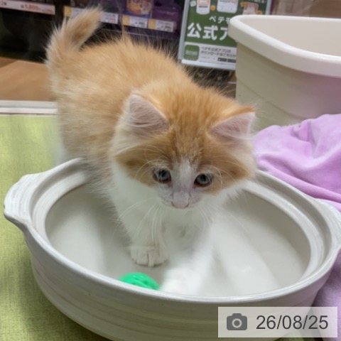 埼玉県のノルウェージャンフォレストキャット (ペットプラス 浦和美園店/2026年6月21日生まれ/男の子/レッドマッカレルタビーホワイト)の子猫の3枚目の画像