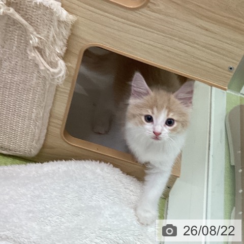 千葉県のノルウェージャンフォレストキャット (ペットプラス 成田店/2026年6月21日生まれ/男の子/クリームマッカレルタビーホワイト)の子猫の4枚目の画像