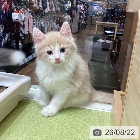 千葉県のノルウェージャンフォレストキャット (ペットプラス 成田店/2026年6月21日生まれ/男の子/クリームマッカレルタビーホワイト)の子猫の3枚目の画像