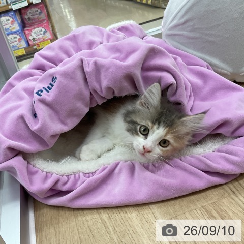 神奈川県のノルウェージャンフォレストキャット (ペットプラス アミーゴ藤沢店/2026年6月21日生まれ/女の子/ブルーパッチドタビーホワイト)の子猫の4枚目の画像