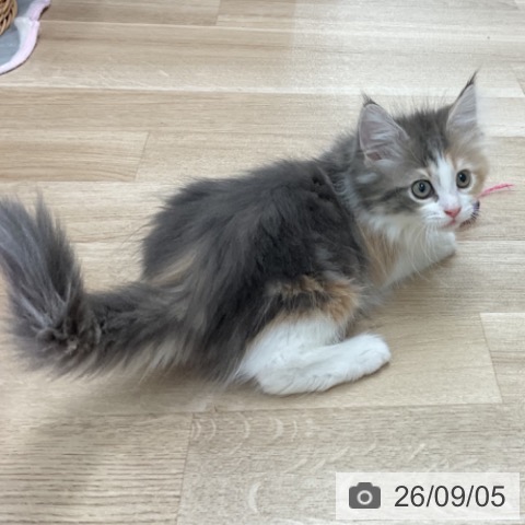 神奈川県のノルウェージャンフォレストキャット (ペットプラス アミーゴ藤沢店/2026年6月21日生まれ/女の子/ブルーパッチドタビーホワイト)の子猫の3枚目の画像