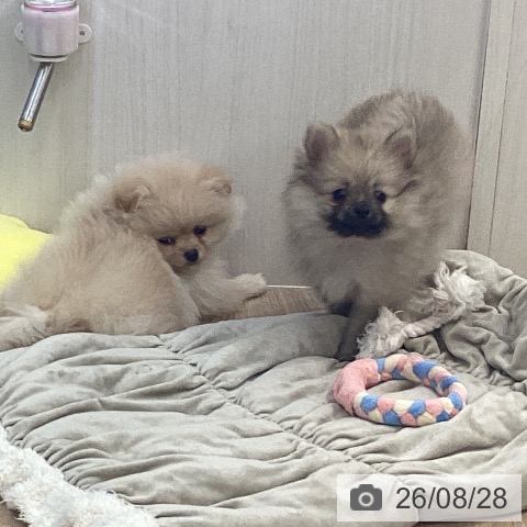 千葉県のポメラニアン (ペットプラス 船橋店/2026年6月24日生まれ/男の子/クリーム)の子犬の4枚目の画像