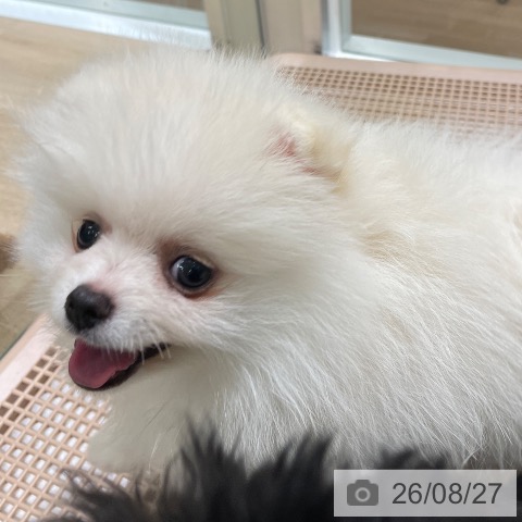 ポメラニアンの写真