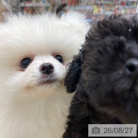 ポメラニアンの写真