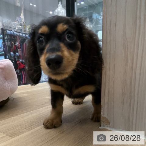 神奈川県のミニチュアダックスフンド(ロング) (ペットプラス 武蔵小杉店/2026年6月24日生まれ/男の子/ブラックタン)の子犬の4枚目の画像