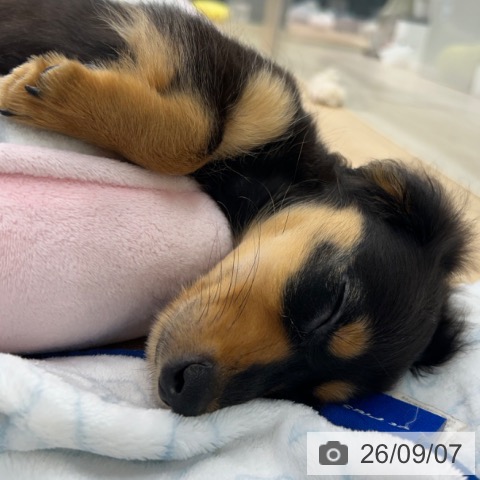 神奈川県のミニチュアダックスフンド(ロング) (ペットプラス 武蔵小杉店/2026年6月24日生まれ/男の子/ブラックタン)の子犬の3枚目の画像