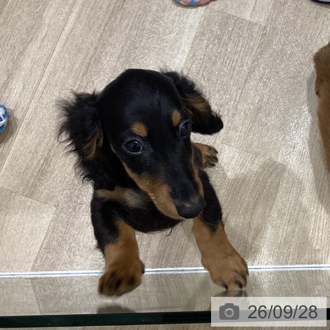 岩手県のミニチュアダックスフンド(ロング) (ペットプラス 盛岡南店/2026年6月24日生まれ/男の子/ブラックタン)の子犬の4枚目の画像