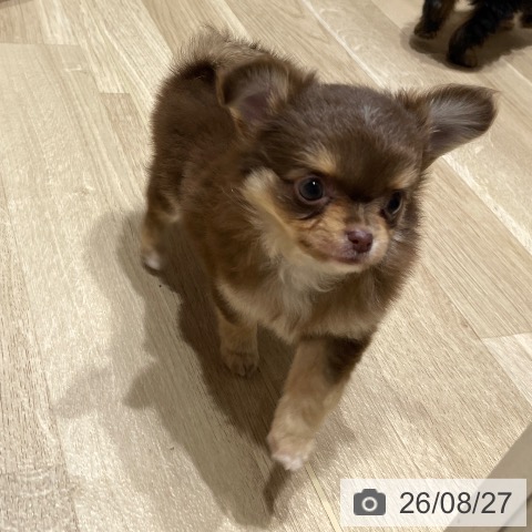 チワワの写真