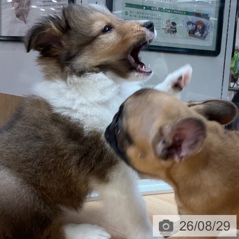 シェットランド・シープドッグの写真