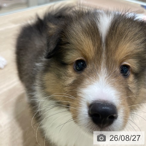 シェットランド・シープドッグの写真