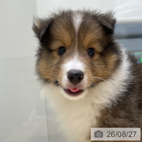 シェットランド・シープドッグの写真