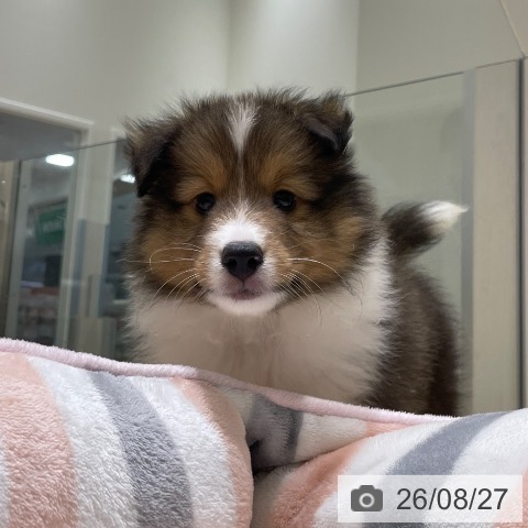 シェットランド・シープドッグの写真