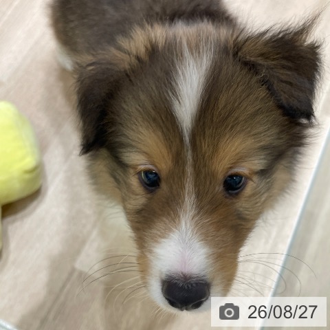 シェットランド・シープドッグの写真