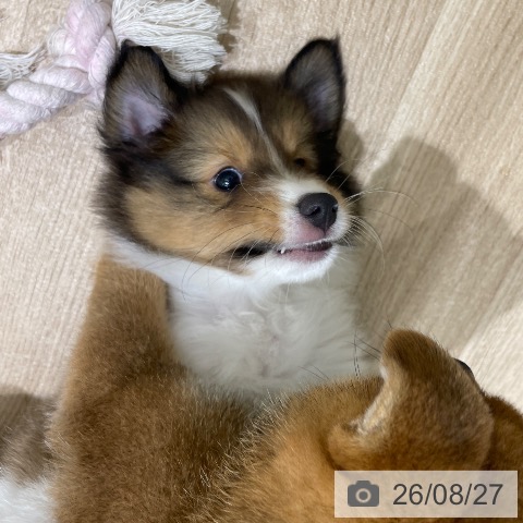 シェットランド・シープドッグの写真
