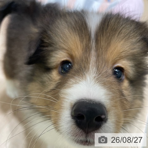 シェットランド・シープドッグの写真