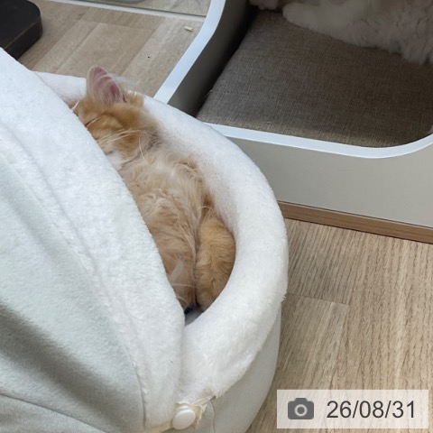 ラガマフィンの写真