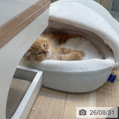 福岡県のラガマフィン (ペットプラス ららぽーと福岡店/2026年6月19日生まれ/男の子/レッドタビー)の子猫の3枚目の画像