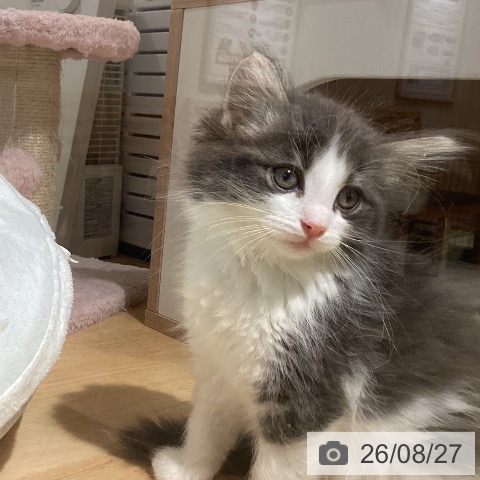 ノルウェージャンフォレストキャットの写真