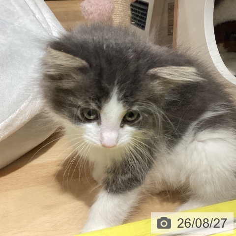ノルウェージャンフォレストキャットの写真