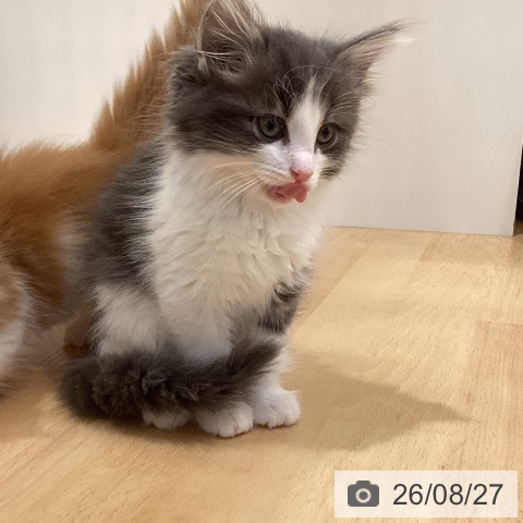 ノルウェージャンフォレストキャットの写真