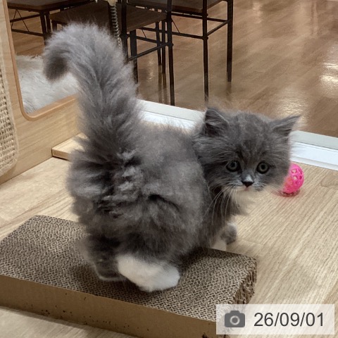サイベリアンの写真
