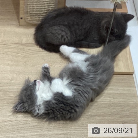埼玉県のサイベリアン (ペットプラス ピオニウォーク東松山店/2026年7月1日生まれ/男の子/ブルーホワイト)の子猫の3枚目の画像
