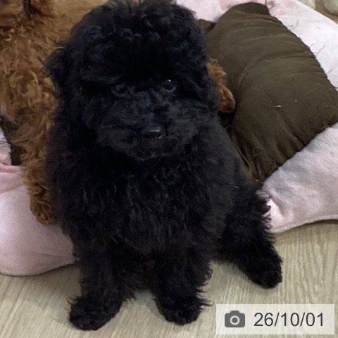 千葉県のトイプードル(トイ) (ペットプラス 柏店/2026年6月30日生まれ/男の子/ブラック)の子犬の3枚目の画像