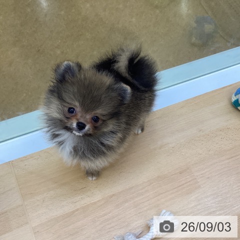 埼玉県のポメラニアン (ペットプラス 羽生店/2026年7月2日生まれ/男の子/オレンジセーブル)の子犬の4枚目の画像