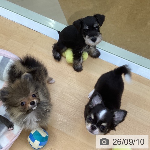 埼玉県のポメラニアン (ペットプラス 羽生店/2026年7月2日生まれ/男の子/オレンジセーブル)の子犬の3枚目の画像