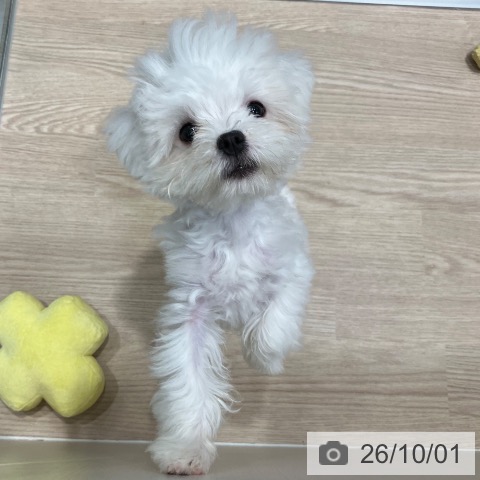 茨城県のマルチーズ (ペッツワン 阿見店/2026年6月30日生まれ/男の子/ホワイト)の子犬の4枚目の画像