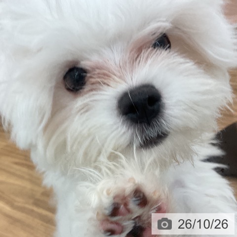 茨城県のマルチーズ (ペッツワン 阿見店/2026年6月30日生まれ/男の子/ホワイト)の子犬の4枚目の画像