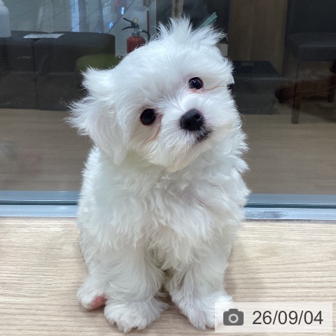 千葉県のマルチーズ (ペットプラス 柏店/2026年6月30日生まれ/男の子/ホワイト)の子犬の3枚目の画像