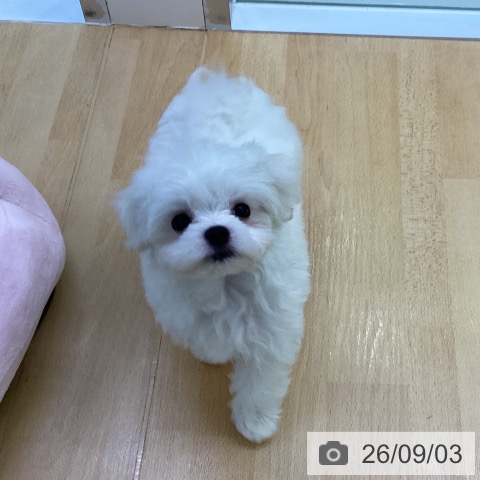 埼玉県のマルチーズ (ペットプラス 羽生店/2026年6月30日生まれ/男の子/ホワイト)の子犬の4枚目の画像