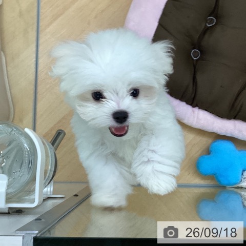 埼玉県のマルチーズ (ペットプラス 羽生店/2026年6月30日生まれ/男の子/ホワイト)の子犬の3枚目の画像