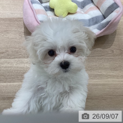 マルチーズの写真