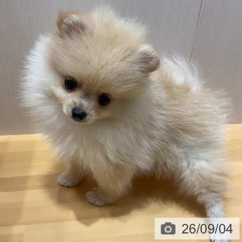 ポメラニアンの写真