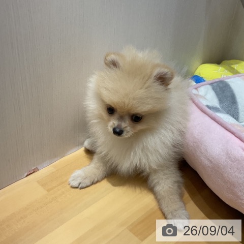 ポメラニアンの写真