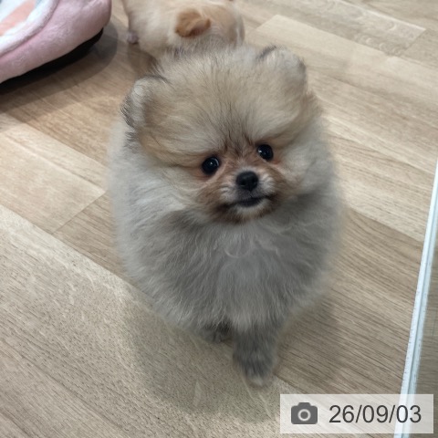 ポメラニアンの写真
